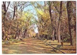 % carte postala-BUCURESTI-alee in Parcul Libertatii
