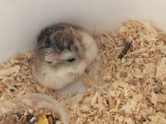 Vand pui de hamster pitic roborovski foto