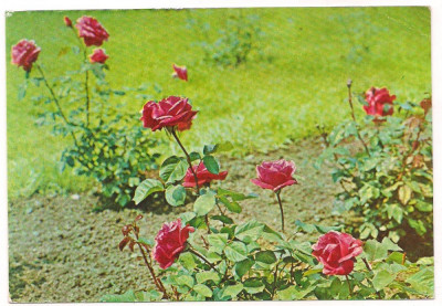 %carte postala(cod 229/68)-FLORI-Trandafiri foto