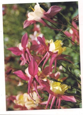 % carte postala (ilustrata)-FLORI foto