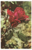 % carte postala (ilustrata)-FLORI-Trandafir, Circulata, Printata