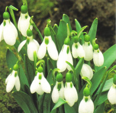 BULBI DE GHIOCEI (GALANTHUS) - IKARIAE 6/7 foto