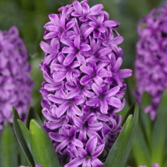 BULBI DE ZAMBILE (HYACINTHUS) ? MISS SAIGON 18/19 foto