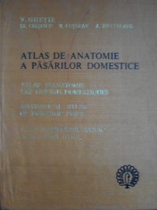 V. Ghetie - Atlas de anatomie a pasarilor domestice - 378932 foto