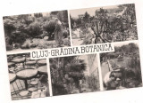 % carte postala (ilustrata)-CLUJ-Gradina Botanica, Circulata, Fotografie