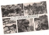 % carte postala (ilustrata)-CLUJ-Gradina Botanica
