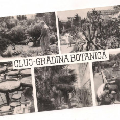 % carte postala (ilustrata)-CLUJ-Gradina Botanica