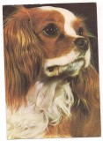 % carte postala -CAINI-SPANIEL KING CHARLES, Necirculata, Fotografie