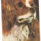 % carte postala -CAINI-SPANIEL KING CHARLES