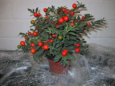 Solanum capsicastrum seminte foto