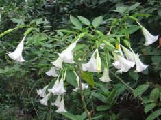 Trompeta ingerilor Brugmansia seminte foto