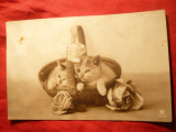 Ilustrata- Pisicute in cosulet , inc.sec.XX, Circulata, Fotografie