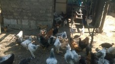 vand gaini brahma foto