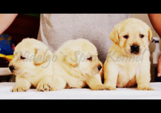 Pui Labrador Retriever cu Pedigree tip A foto