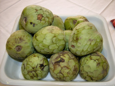 CHERIMOYA sau ARBORELE de INGHE?ATA (annona cherimola) - plante foto