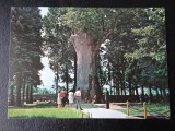 SEPT15 - Vedere/ Carte postala - Tebea - gorunul lui Horea, Circulata, Printata
