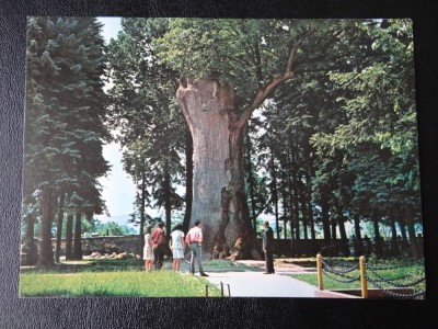 SEPT15 - Vedere/ Carte postala - Tebea - gorunul lui Horea foto