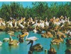 CPI (B6135) CARTE POSTALA - IN DELTA DUNARII, PELICANI, Circulata, Fotografie
