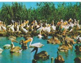 CPI (B6135) CARTE POSTALA - IN DELTA DUNARII, PELICANI