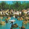 CPI (B6135) CARTE POSTALA - IN DELTA DUNARII, PELICANI