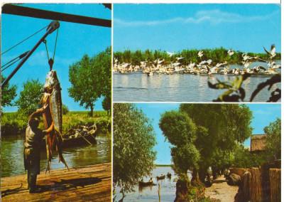 CPI (B6136) CARTE POSTALA - TULCEA. PESCUIT IN DELTA foto