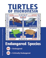 MICRONESIA 2012 BROASTE TESTOASE foto