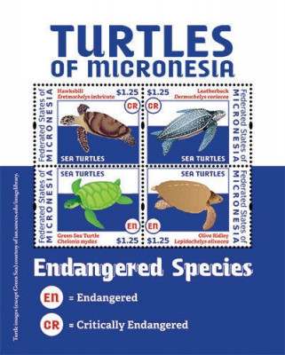 MICRONESIA 2012 BROASTE TESTOASE foto