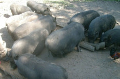 Vand Porci VIetnamezi, 20-40kg crescuti Bio foto