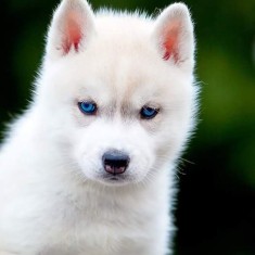 Vand catei husky siberian albi perfect cu ochi albastri si pielea neagra. foto