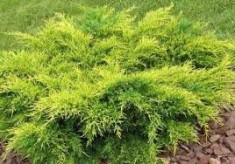 Juniperus pf. Old Gold ? ienupar galben foto