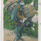 2773 - SIBIU, Ethnic, Gypsy a basket - old postcard - unused - 1917