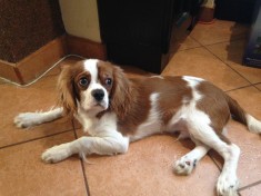 vand pui catel Cavalier King Charles Spaniel de 5 luni foto