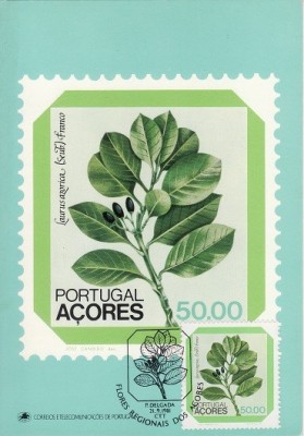3498 - Carte maxima Azore 1981 foto