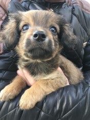 Vand catel metis pechinez foto