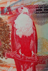 Bancnota 50 Kwacha - ZAMBIA, anul 2009 UNC foto