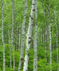 Betula pendula - mesteacan foto