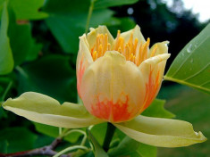 Liriodendron tulipifera ? arborele de lalele foto