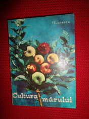 Cultura marului (pomicultura) an 1967/218pagini-Fl.Lupescu foto