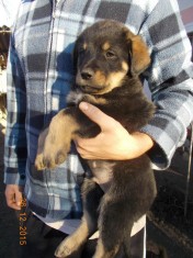 Metis Rottweiler foto