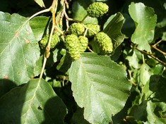 Alnus glutinosa ? anin negru, arin - 15 lei foto