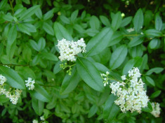 Ligustrum ovalifolium ? lemn cainesc vesnic verde - 9 lei foto