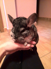 Chinchilla+cusca foto