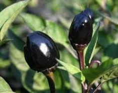 Seminte ardei iute chilli &amp;quot; Black Olive &amp;quot; foto