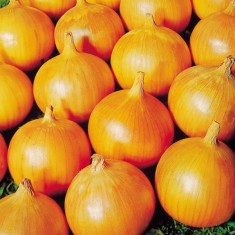 [Galati] Vand ceapa en-gros 0,60 lei kg (negociabil in functie de cantitate). Detalii la nr de telefon 0741 097 886 foto