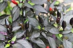 Seminte ardei iute chilli &amp;quot; Royal Black &amp;quot; foto