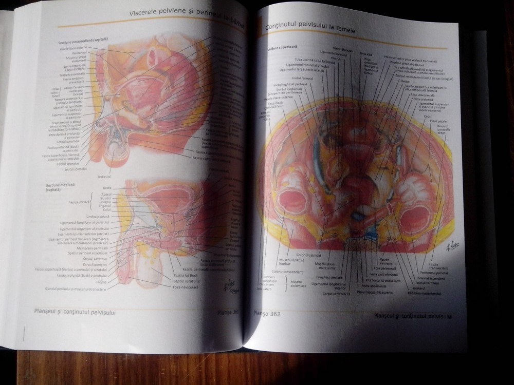 Atlas de anatomie Frank Netter editia 5 in limba romana! arhiva Okazii.ro