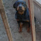 Vand Cainii Rottweiler (o femela ?i un mascul)