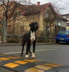 Vand puiuti de Dog German din parinti cu pedigree foto