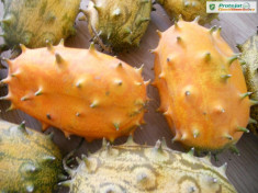 KIWANO - LEGUME EXOTICE - plic cu 20 seminte foto