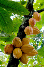CACAO (theobroma cacao) - POM FRUCTIFER EXOTIC foto